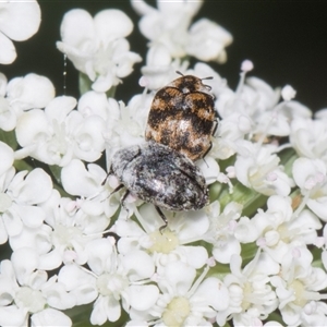 Anthrenus verbasci (Varied or Variegated Carpet Beetle) at Higgins, ACT - 9 Dec 2025 by AlisonMilton