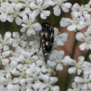 Mordella sp. (genus) (Pintail or tumbling flower beetle) at Higgins, ACT - 9 Dec 2025 by AlisonMilton