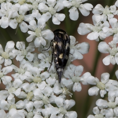 Mordella sp. (genus) (Pintail or tumbling flower beetle) at Higgins, ACT - 9 Dec 2025 by AlisonMilton