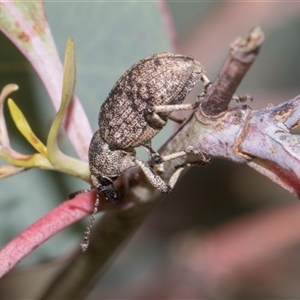Unverified Weevil (Curculionoidea) at Hawker, ACT - 14 Dec 2025 by AlisonMilton