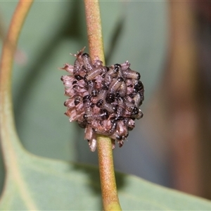 Paropsis atomaria (Eucalyptus leaf beetle) at Hawker, ACT - 14 Dec 2025 by AlisonMilton