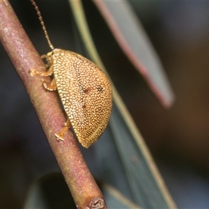 Paropsis atomaria (Eucalyptus leaf beetle) at Hawker, ACT - 14 Dec 2025 by AlisonMilton