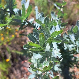 Acacia baileyana (Cootamundra Wattle, Golden Mimosa) at Watson, ACT - Yesterday by abread111
