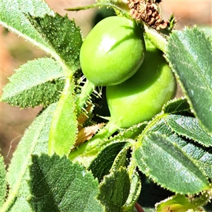 Rosa rubiginosa (Sweet Briar, Eglantine) at Watson, ACT - Yesterday by abread111