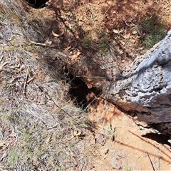 Oryctolagus cuniculus (European Rabbit) at Watson, ACT - Yesterday by abread111