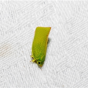 Siphanta acuta (Green planthopper, Torpedo bug) at Higgins, ACT - 11 Dec 2025 by AlisonMilton