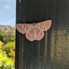 Crypsiphona ocultaria (Red-lined Looper Moth) by arcencielbleu