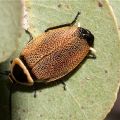Ellipsidion australe at Bredbo, NSW - 12 Dec 2025 by AlisonMilton