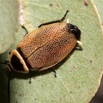 Ellipsidion australe at Bredbo, NSW - 12 Dec 2025 by AlisonMilton