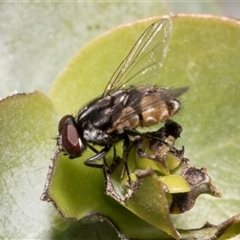 Unverified Bristle Fly (Tachinidae) at Bredbo, NSW - 12 Dec 2025 by AlisonMilton