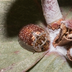 Paropsisterna m-fuscum (Eucalyptus Leaf Beetle) at Bredbo, NSW - 12 Dec 2025 by AlisonMilton