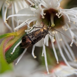 Nemophora (genus) at Kambah, ACT - 10 Dec 2025 by Miranda