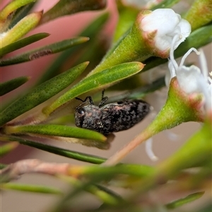 Diphucrania sp. (genus) at Kambah, ACT - 10 Dec 2025 by Miranda