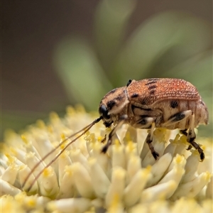 Cadmus sp. (genus) (Unidentified Cadmus leaf beetle) at Kambah, ACT - 10 Dec 2025 by Miranda