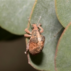 Gonipterus scutellatus (Eucalyptus snout beetle, gum tree weevil) at Bredbo, NSW - 12 Dec 2025 by AlisonMilton