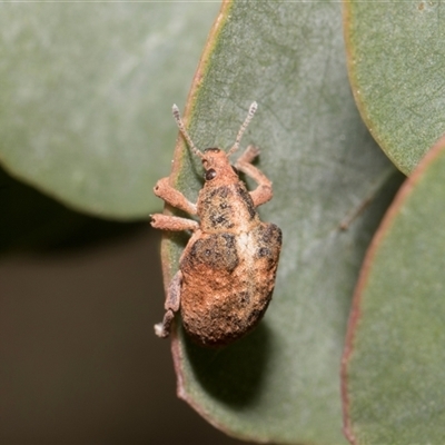 Gonipterus scutellatus (Eucalyptus snout beetle, gum tree weevil) at Bredbo, NSW - 12 Dec 2025 by AlisonMilton