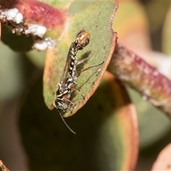 Unverified Flower Wasps (Scoliidae, Thynnidae or Tiphiidae) at Bredbo, NSW - 12 Dec 2025 by AlisonMilton