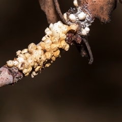 Eriococcus confusus (Gumtree scale) at Bredbo, NSW - 12 Dec 2025 by AlisonMilton