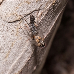 Unverified Bristle Fly (Tachinidae) at Crackenback, NSW - 12 Dec 2025 by AlisonMilton