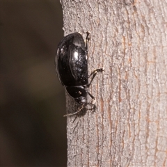 Paropsis (paropsine) genus-group at Crackenback, NSW - 12 Dec 2025 by AlisonMilton