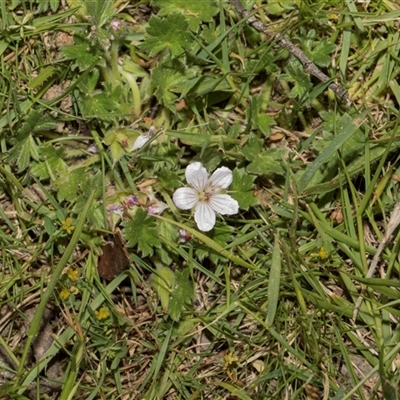 Geranium (genus) at Crackenback, NSW - 12 Dec 2025 by AlisonMilton
