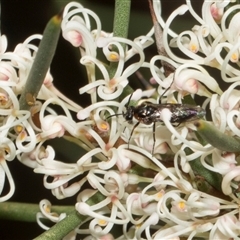 Unverified Bee (Hymenoptera, Apiformes) at Crackenback, NSW - 12 Dec 2025 by AlisonMilton