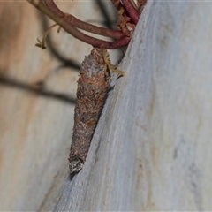 Conoeca or Lepidoscia (genera) IMMATURE (Unidentified Cone Case Moth larva, pupa, or case) at Turner, ACT - 13 Dec 2025 by AlisonMilton