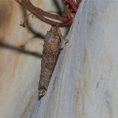 Conoeca or Lepidoscia (genera) IMMATURE (Unidentified Cone Case Moth larva, pupa, or case) at Turner, ACT - 13 Dec 2025 by AlisonMilton