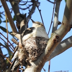 Lalage tricolor by HelenCross