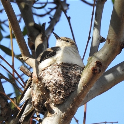 Lalage tricolor at  - suppressed by HelenCross