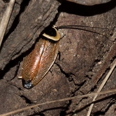 Ellipsidion australe (Austral Ellipsidion cockroach) at Turner, ACT - 13 Dec 2025 by AlisonMilton