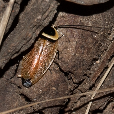Ellipsidion australe (Austral Ellipsidion cockroach) at Turner, ACT - 13 Dec 2025 by AlisonMilton