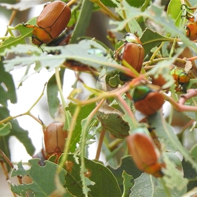Anoplognathus brunnipennis (Green-tailed Christmas beetle) at Kambah, ACT - Today by HelenCross
