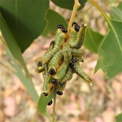 Perginae sp. (subfamily) at Kambah, ACT - Today by HelenCross