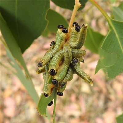 Perginae sp. (subfamily) at Kambah, ACT - Today by HelenCross