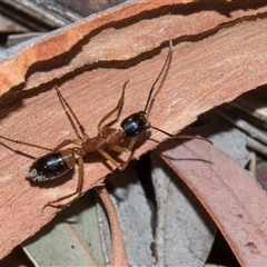 Camponotus consobrinus (Banded sugar ant) at Turner, ACT - 13 Dec 2025 by AlisonMilton