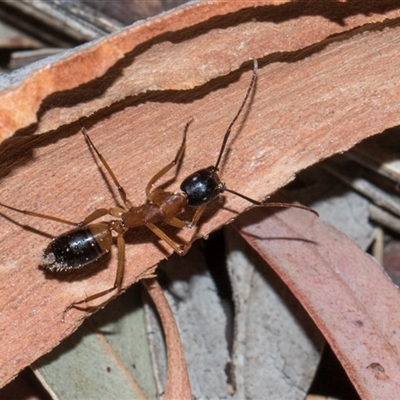 Camponotus consobrinus (Banded sugar ant) at Turner, ACT - 13 Dec 2025 by AlisonMilton