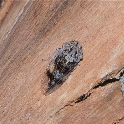 Stenocotis depressa (Leafhopper) at Turner, ACT - 13 Dec 2025 by AlisonMilton