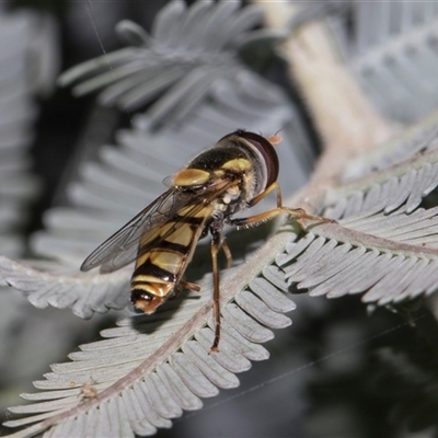 Simosyrphus grandicornis (Common hover fly) at Turner, ACT - 13 Dec 2025 by AlisonMilton