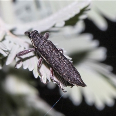 Rhinotia phoenicoptera (Belid weevil) at Turner, ACT - 13 Dec 2025 by AlisonMilton