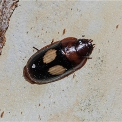Sphallomorpha ruficollis (A ground beetle) at Turner, ACT - 13 Dec 2025 by AlisonMilton