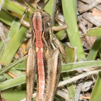 Unverified Grasshopper (several families) at Yaouk, NSW - 13 Dec 2025 by AlisonMilton