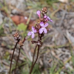 Stylidium graminifolium at Yaouk, NSW - 13 Dec 2025 by AlisonMilton
