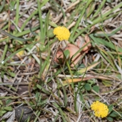 Leptorhynchos squamatus at Yaouk, NSW - 13 Dec 2025 by AlisonMilton