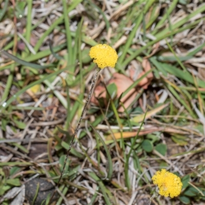 Leptorhynchos squamatus at Yaouk, NSW - 13 Dec 2025 by AlisonMilton