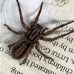Unverified Wolf spider (Lycosidae) at Canyonleigh, NSW - Yesterday by blacksheep