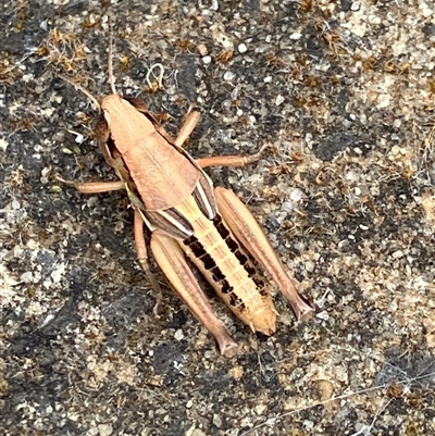 Unverified Grasshopper (several families) at Canyonleigh, NSW - 12 Dec 2025 by blacksheep