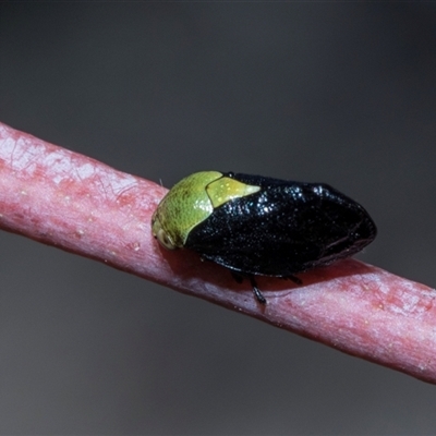 Chaetophyes compacta (Tube spittlebug) at Yaouk, NSW - 13 Dec 2025 by AlisonMilton