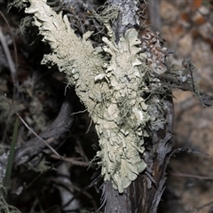 Flavoparmelia sp. at Yaouk, NSW - 13 Dec 2025 by AlisonMilton