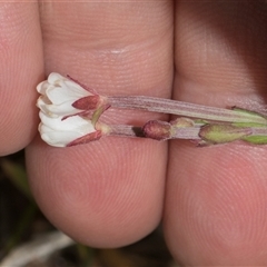 Unverified Other Wildflower or Herb at Yaouk, NSW - 13 Dec 2025 by AlisonMilton